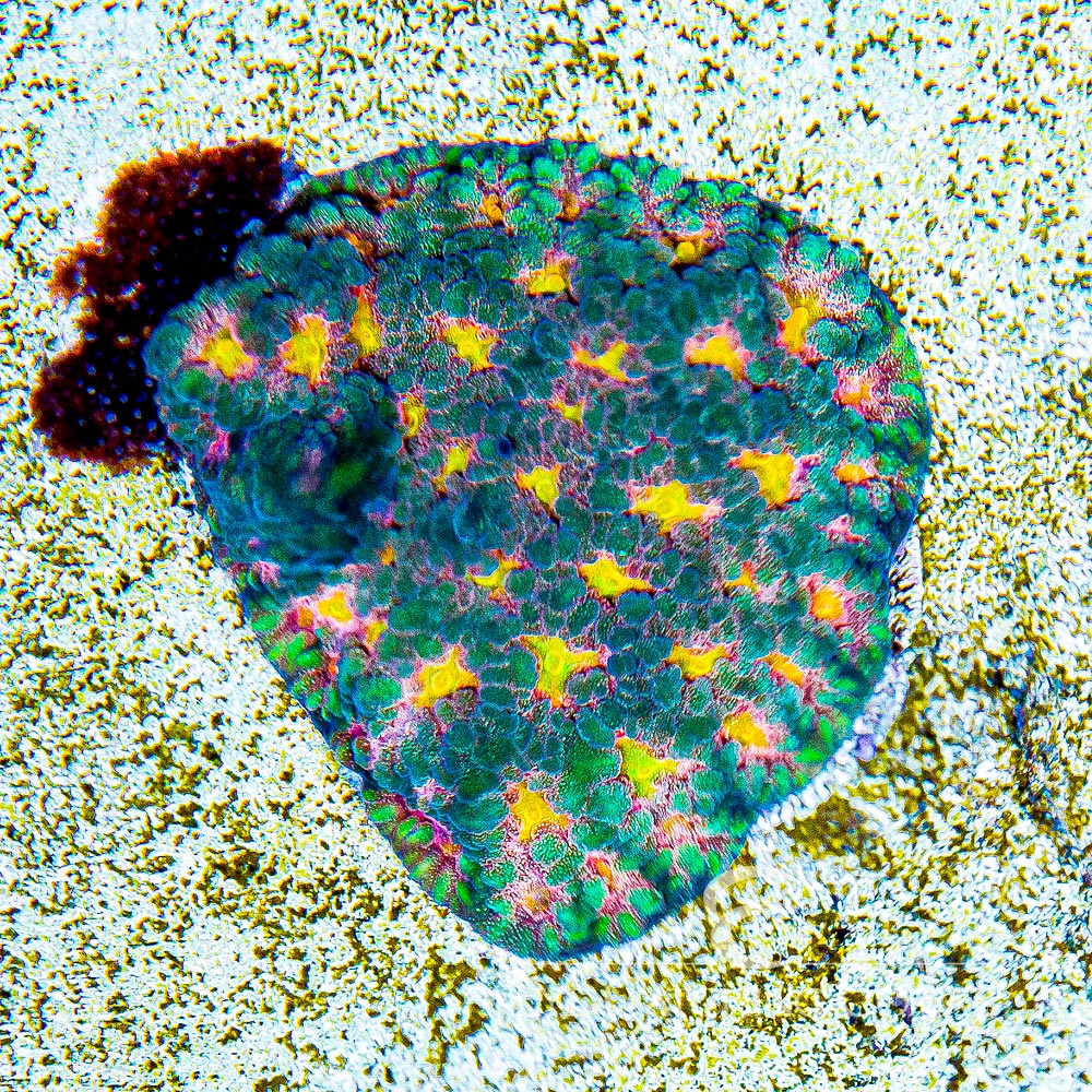 ECC Multidimensional Favites