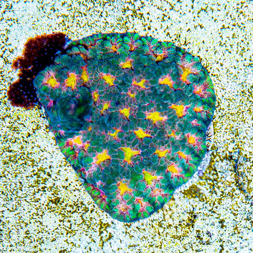 ECC Multidimensional Favites
