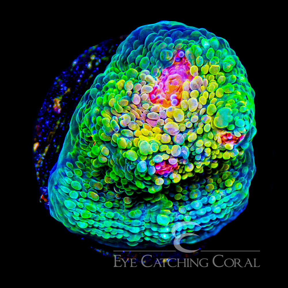 ECC Mummy Eye Chalice