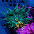 ECC Nexus Burst Bubble Tip Anemone