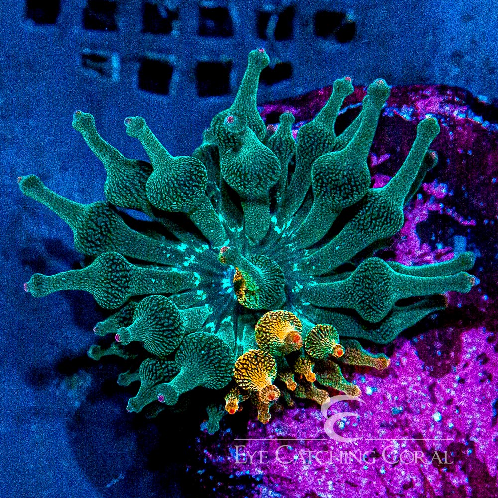 ECC Nexus Burst Bubble Tip Anemone