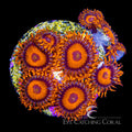 ECC Orange Oxide Zoanthid