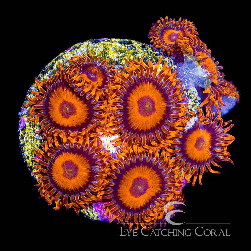 ECC Orange Oxide Zoanthid
