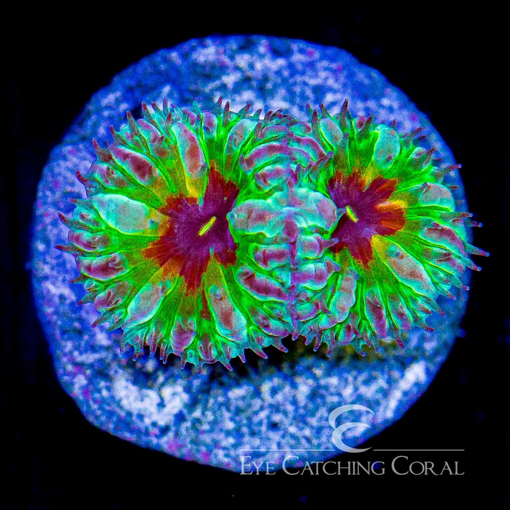 ECC PPE Blastomussa Merletti