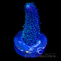 ECC Palmers Blue Milli Acro