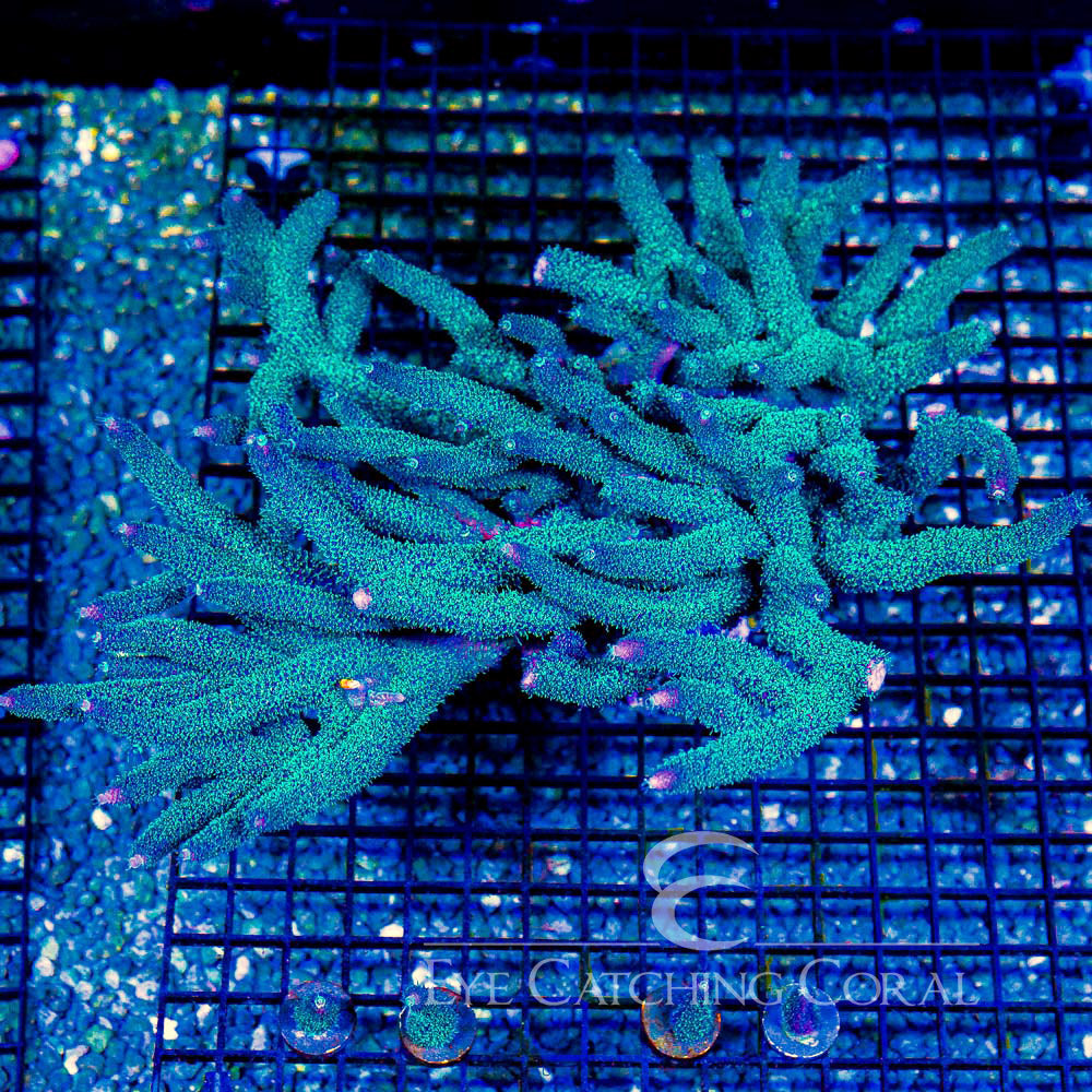 ECC Palmers Blue Milli Acro