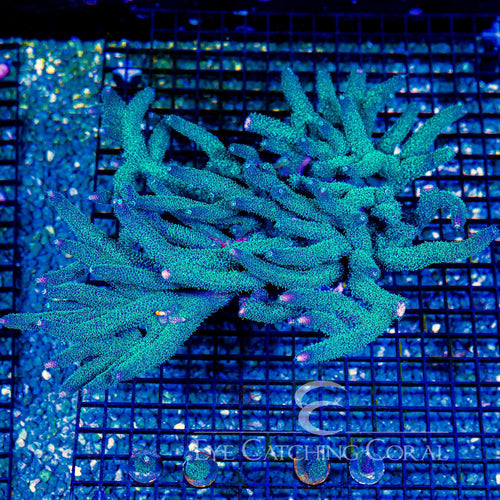 ECC Palmers Blue Milli Acro