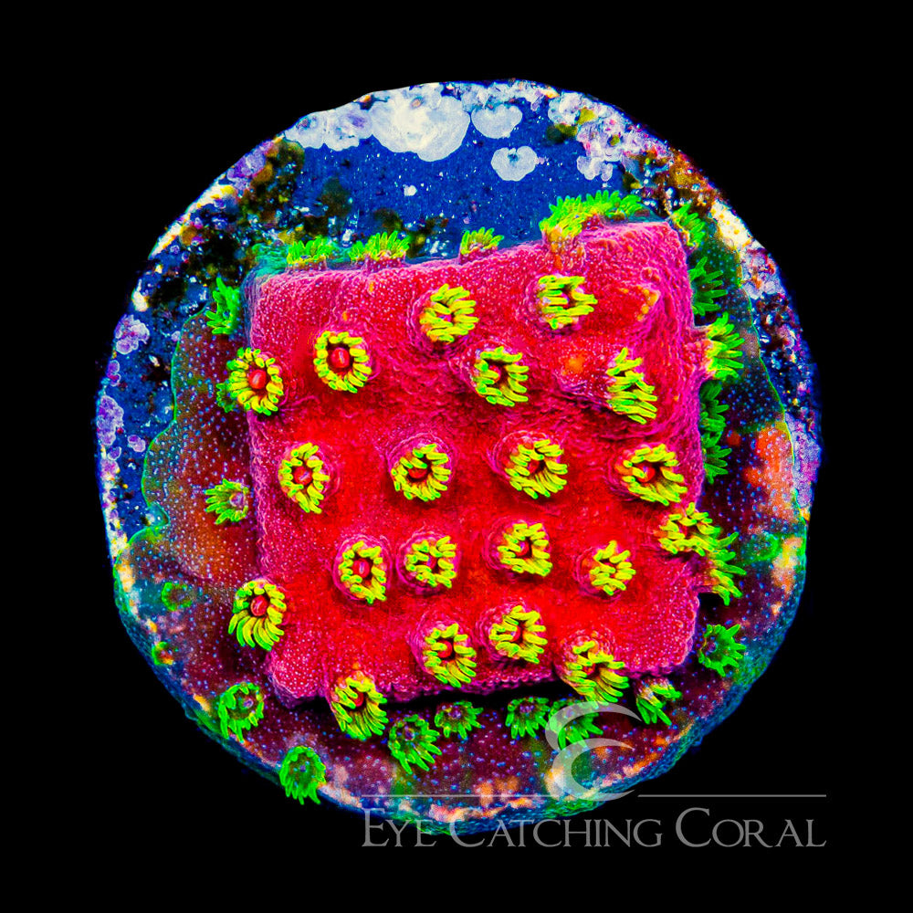 ECC Pyro Blast Cyphastrea