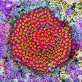 ECC Pyro Blast Cyphastrea