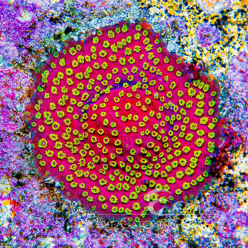 ECC Pyro Blast Cyphastrea