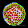 ECC Rainbow Splash Cyphastrea