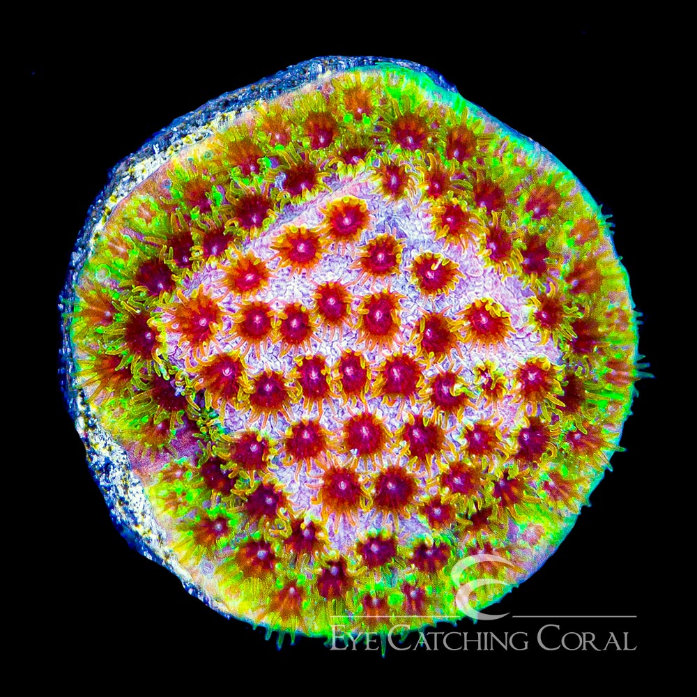 ECC Rainbow Splash Cyphastrea