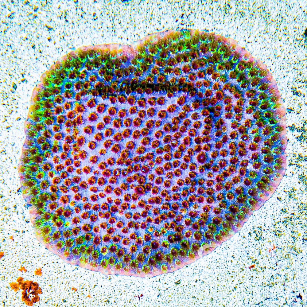 ECC Rainbow Splash Cyphastrea