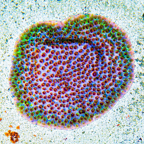 ECC Rainbow Splash Cyphastrea