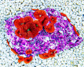 ECC Red Mini Carpet Anemone