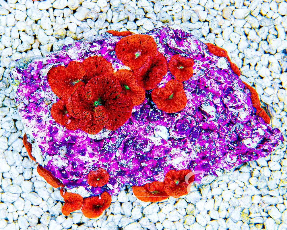 ECC Red Mini Carpet Anemone