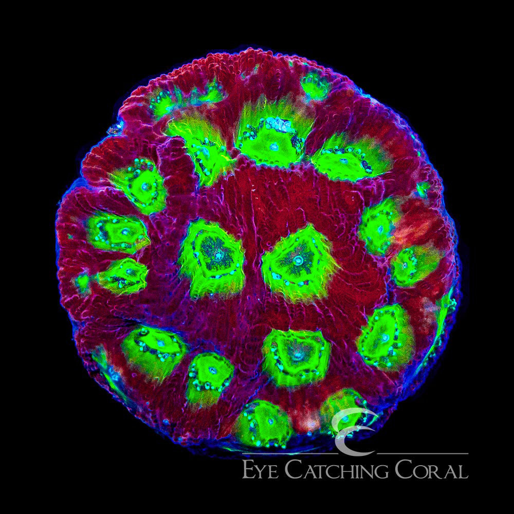 ECC Ring of Fire Favia