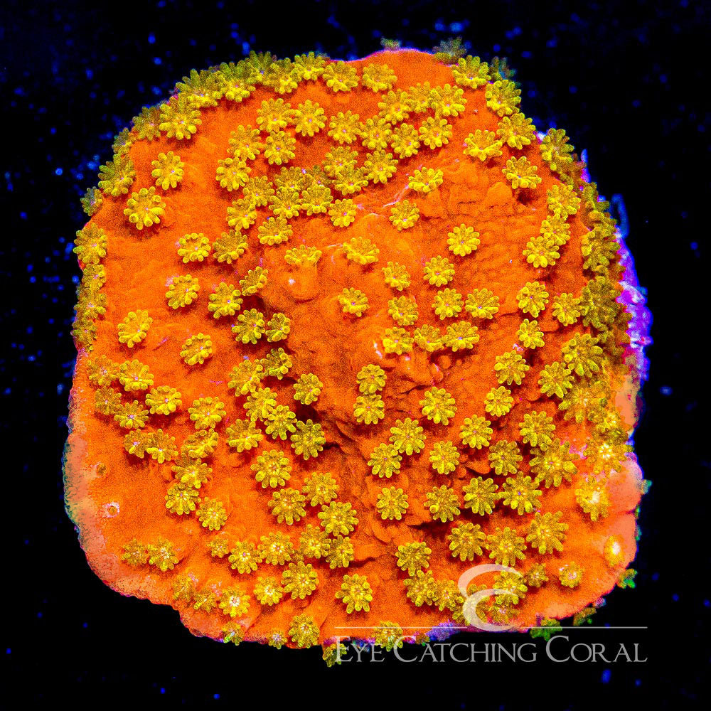 ECC Sunburst Montipora