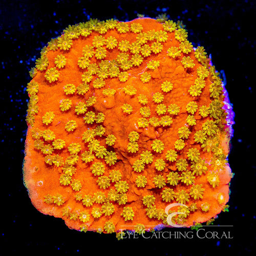 ECC Sunburst Montipora