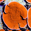 ECC Sunburst Montipora