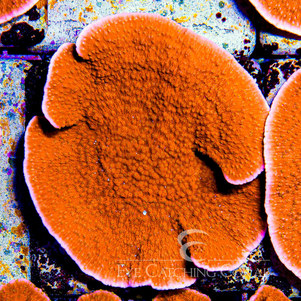 ECC Sunburst Montipora