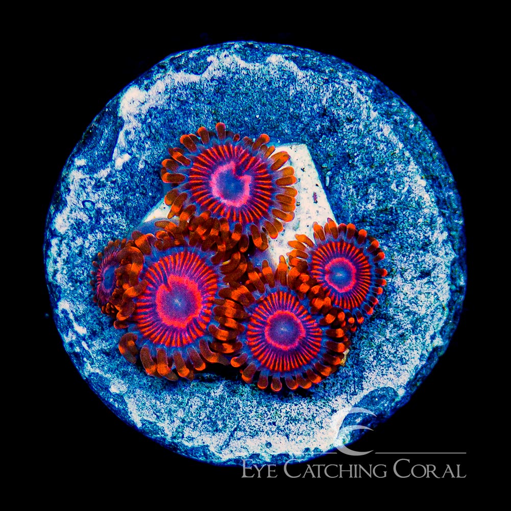 ECC Twizzler Zoanthid