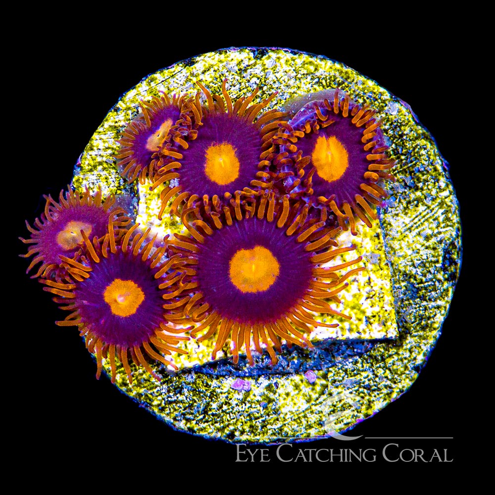 ECC War Birds Zoanthid