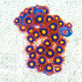 ECC War Birds Zoanthid