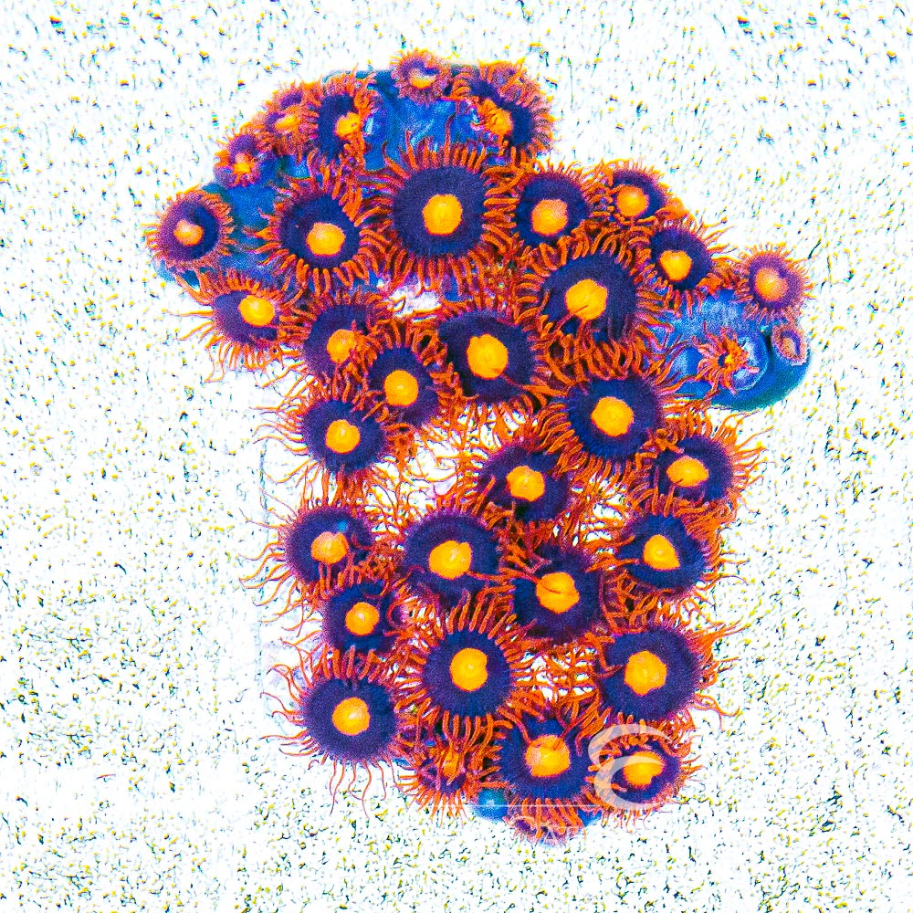 ECC War Birds Zoanthid