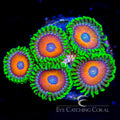 ECC Eagle Eye Zoanthid