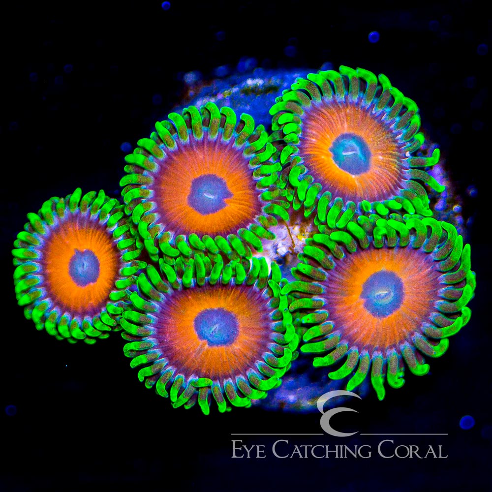 ECC Eagle Eye Zoanthid