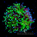 ECC Emerald Galaxea
