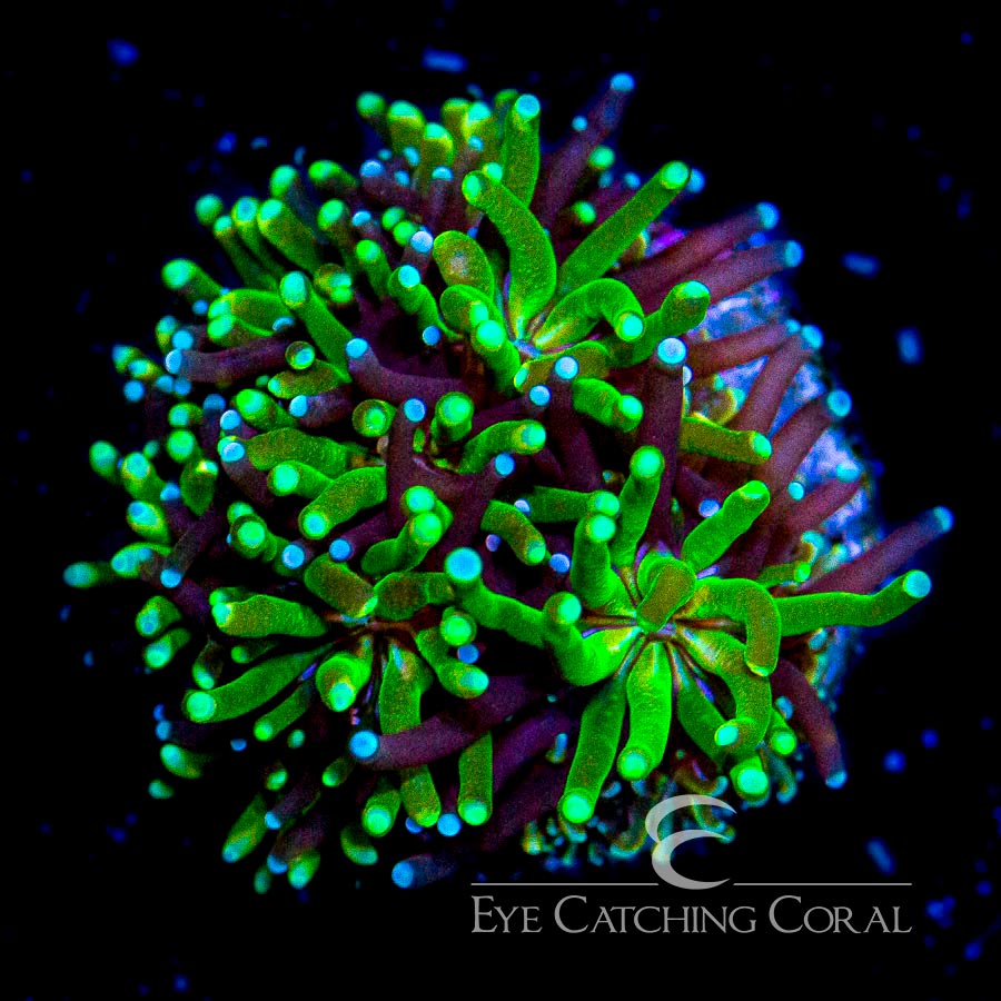 ECC Emerald Galaxea