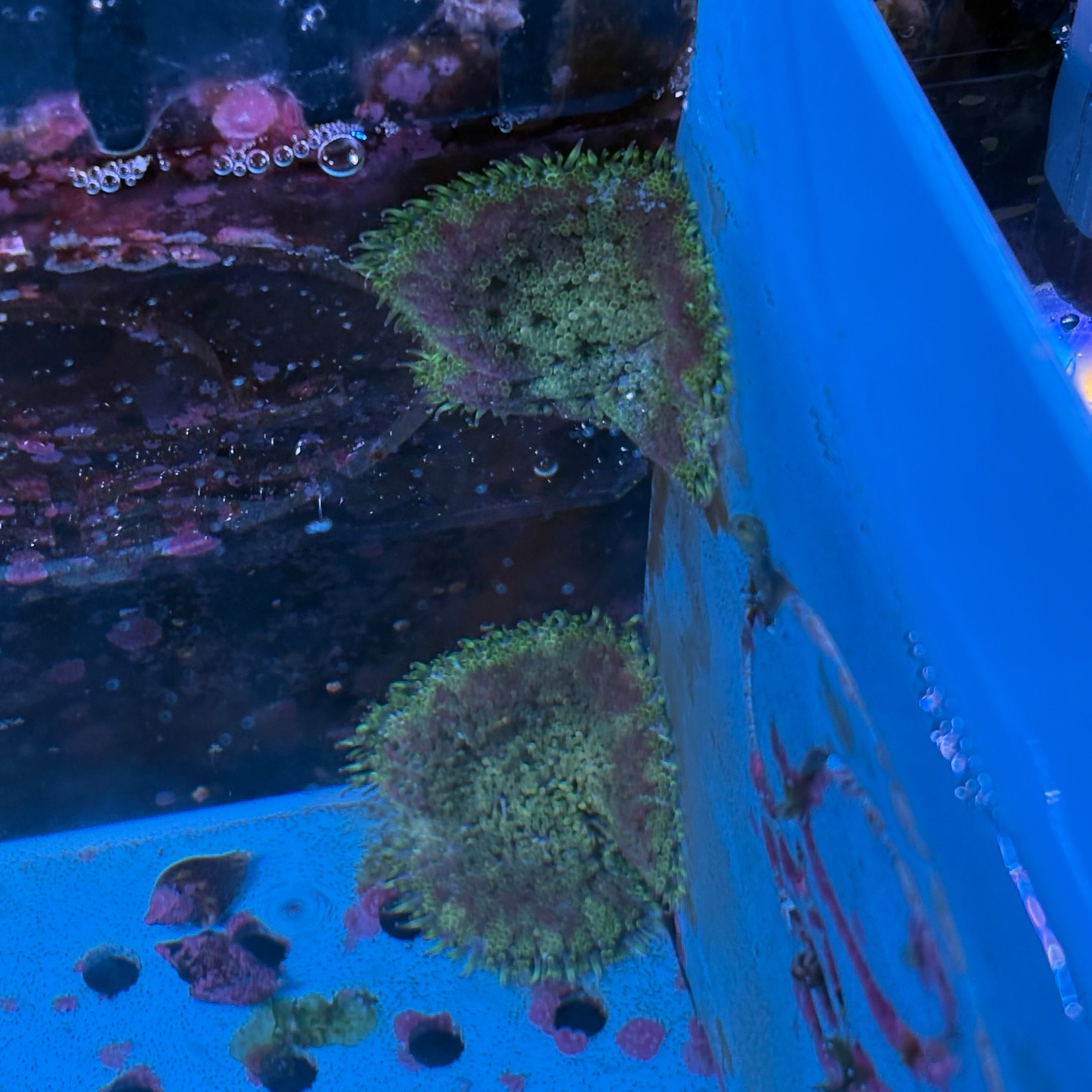 Mini Carpet Anemone
