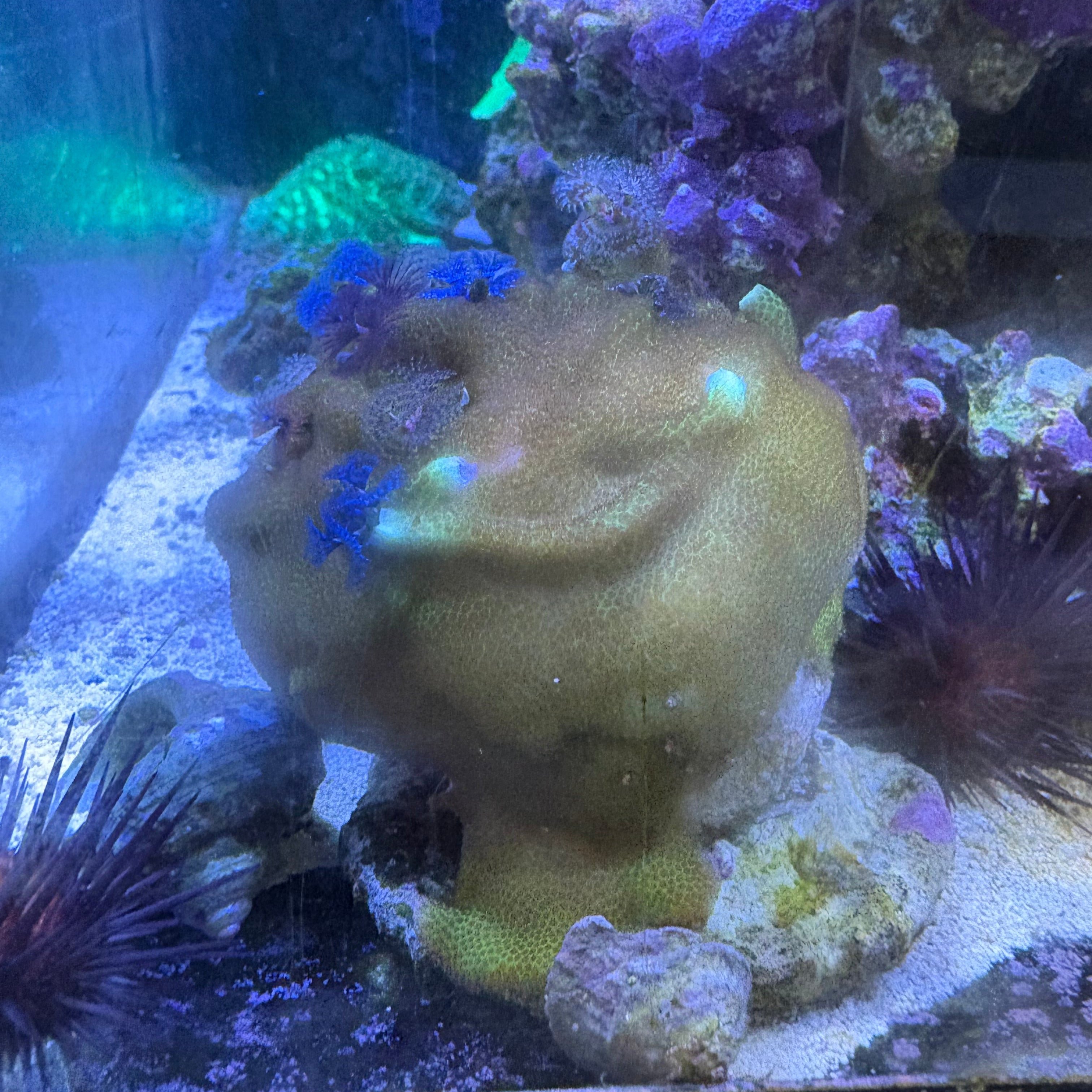 Plume Rock