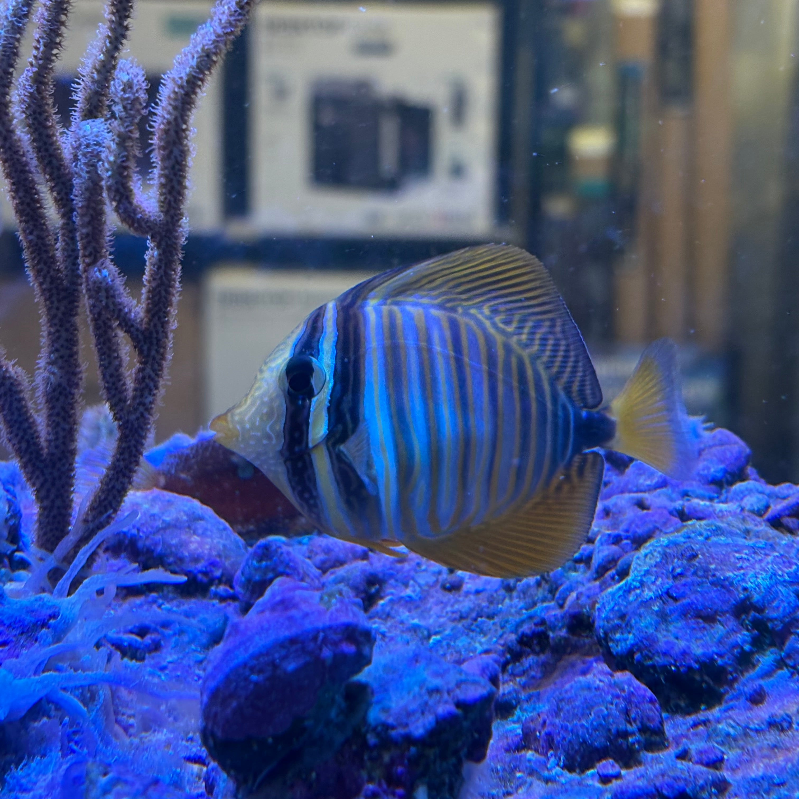 Desjardine Sailfin- XL