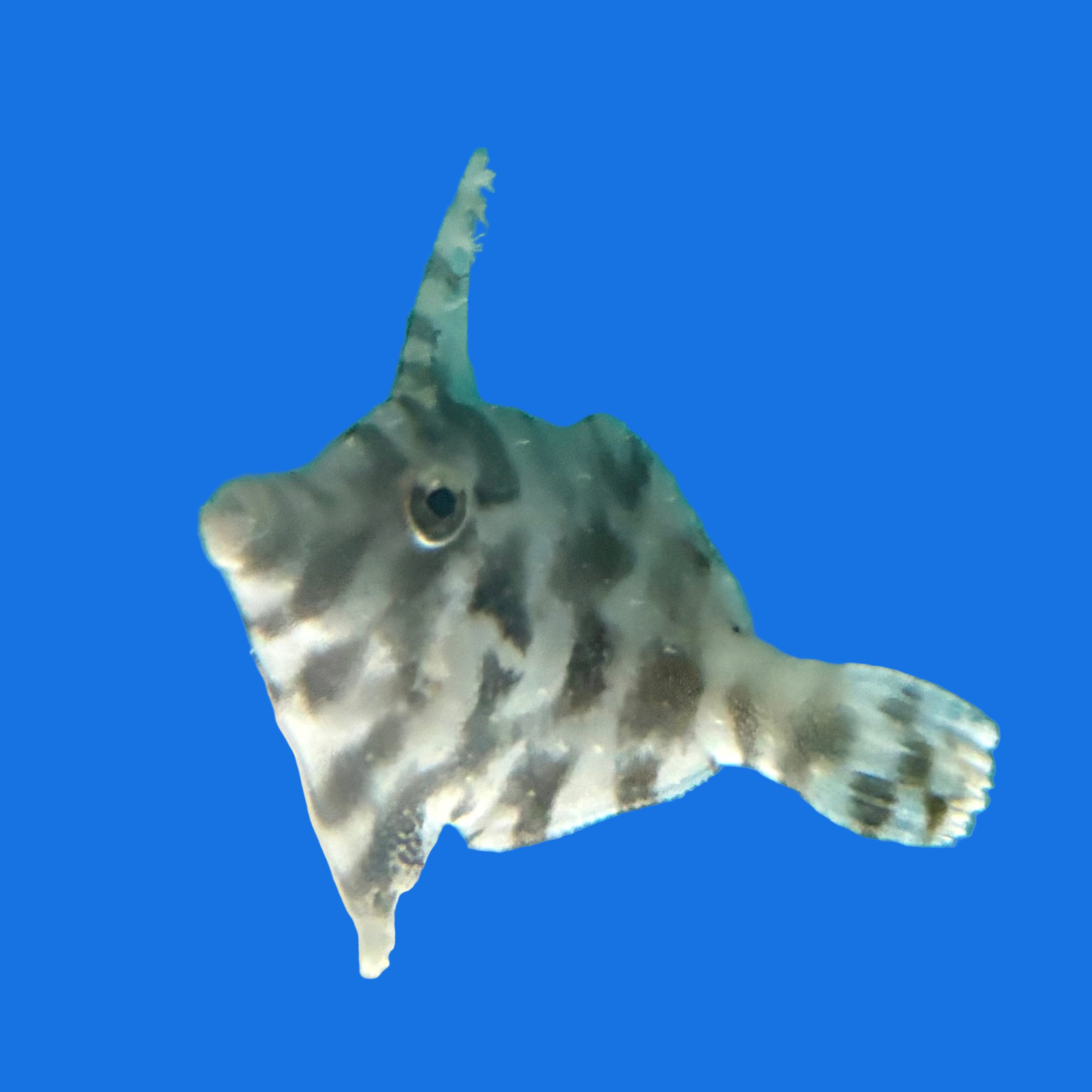 Aiptasia Eating Filefish