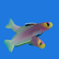 Helfrichi Firefish