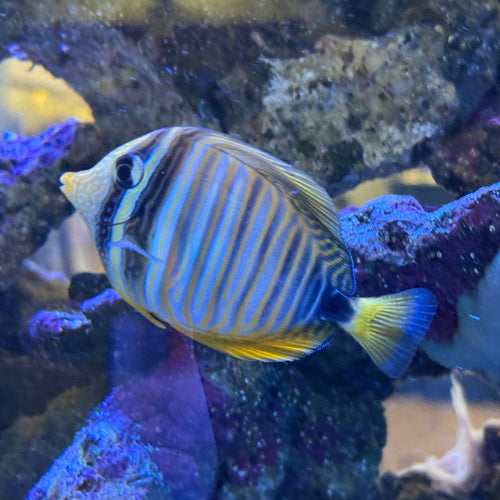 Desjardine Sailfin Tang - sm