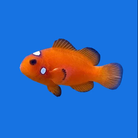 Orange Domino Ocellaris