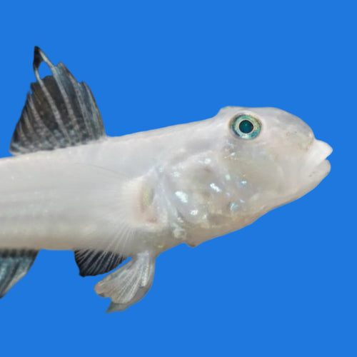 Blue Dot Sleeper Goby