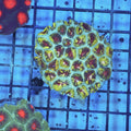 WYSIWYG - Favia Colony -  REAW59