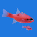 Flame Tailspot Cardinalfish