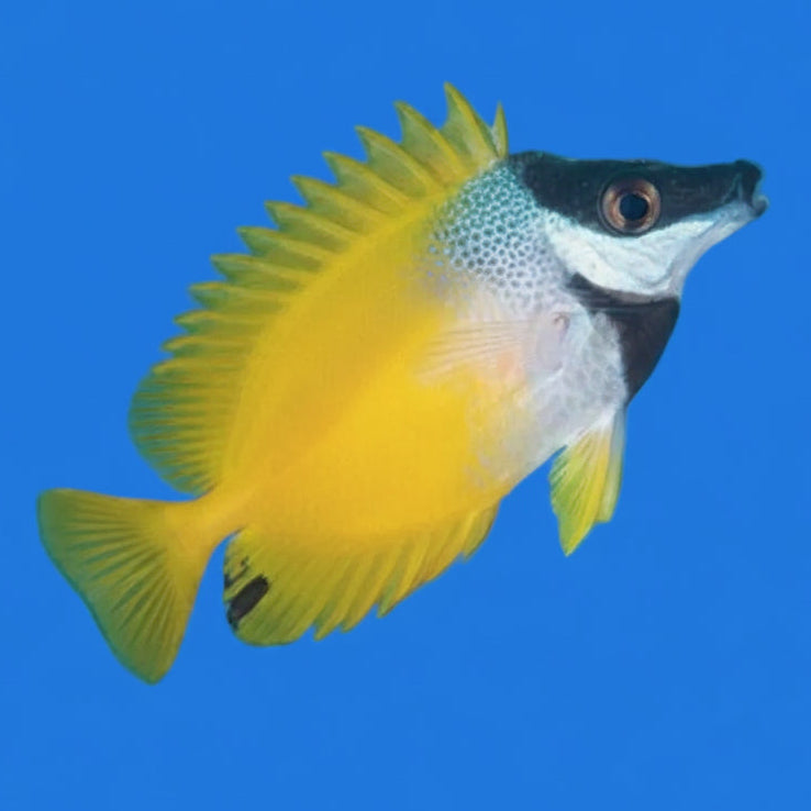 Yellow Foxface Rabbitfish