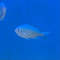 Chromis- Blue Green Reef (XL)