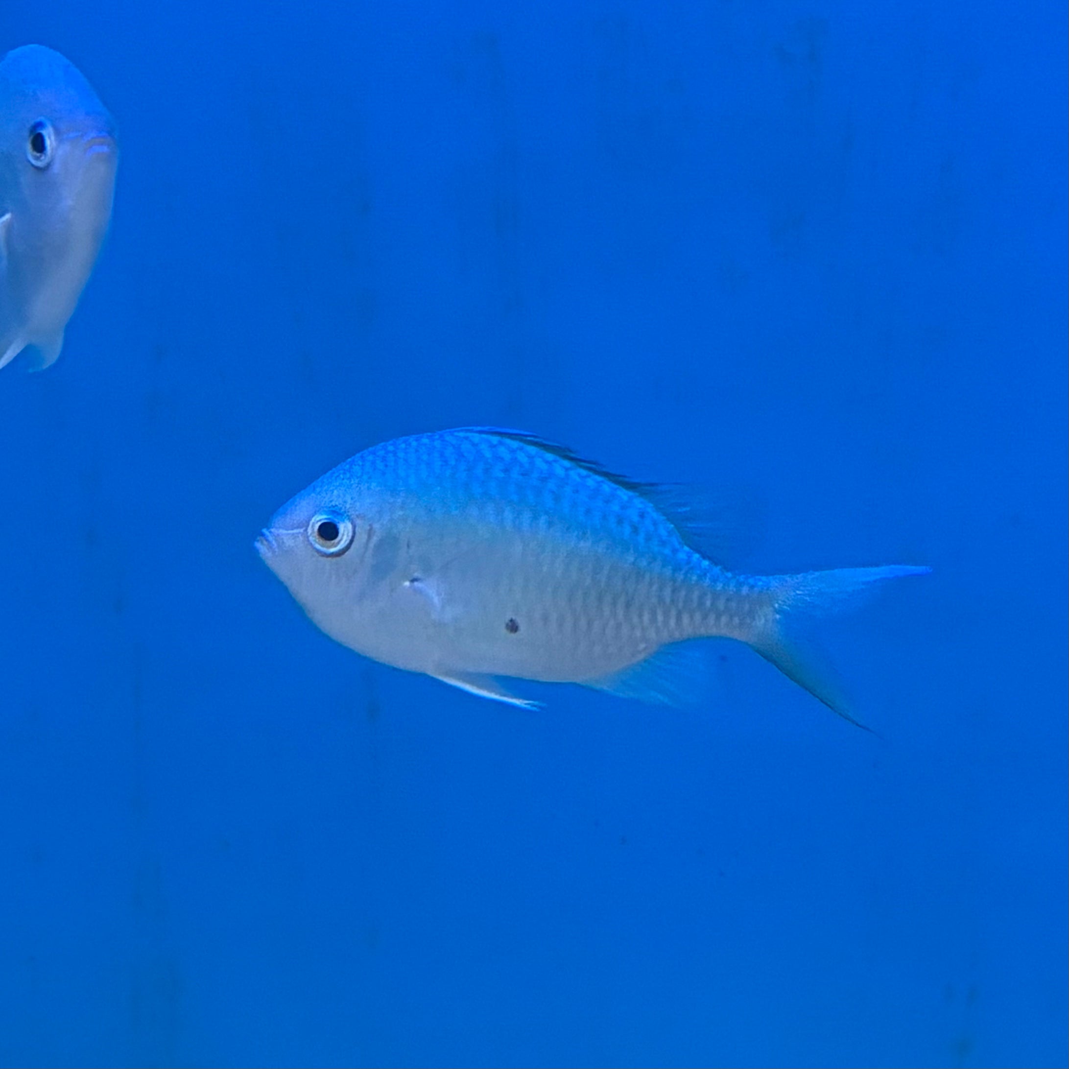 Chromis- Blue Green Reef (XL)