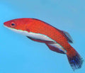 Ruby Longfin Fairy