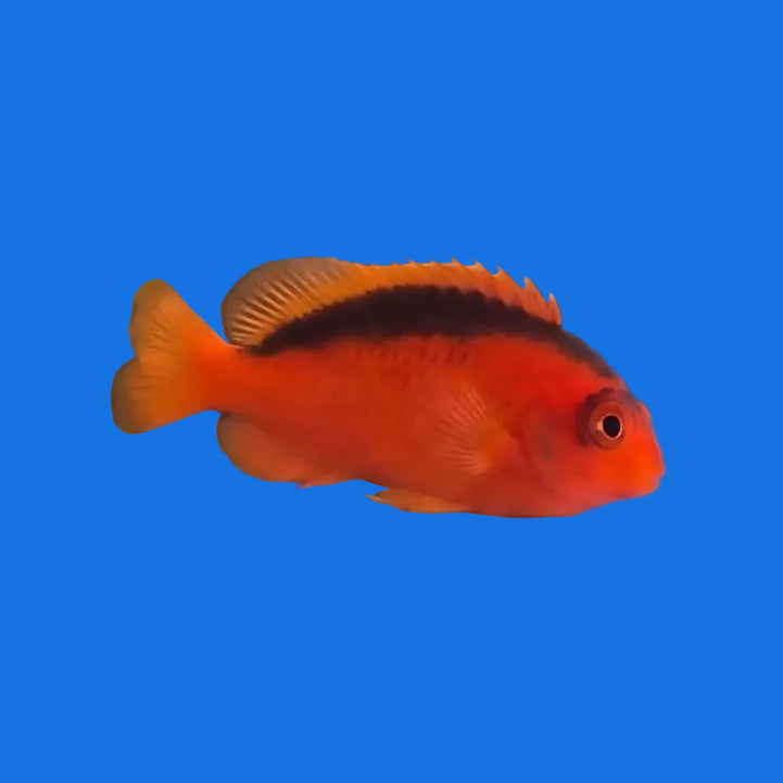 Flame Hawk