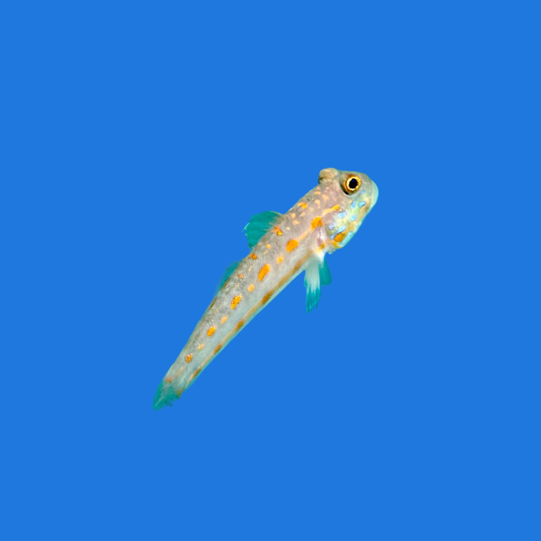 Diamond Goby