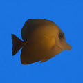 Brown Scopas